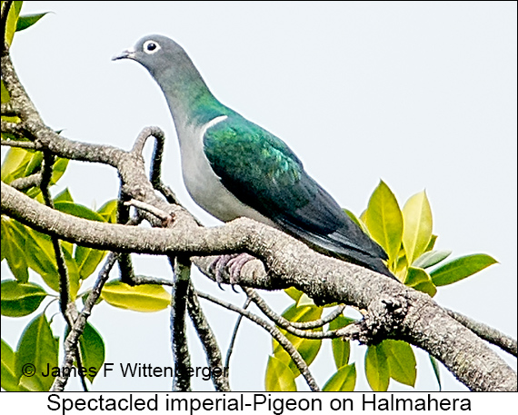 Spectacled Imperial-Pigeon - © James F Wittenberger and Exotic Birding LLC