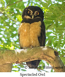 Spectacled Owl - © James F Wittenberger and Exotic Birding LLC
