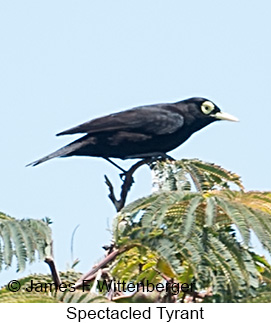 Spectacled Tyrant - © James F Wittenberger and Exotic Birding LLC