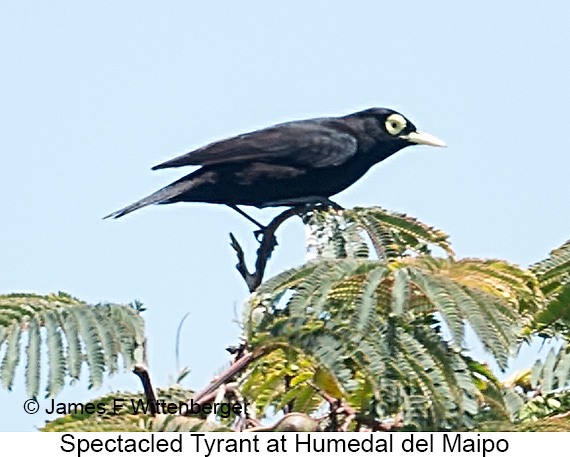 Spectacled Tyrant - © James F Wittenberger and Exotic Birding LLC