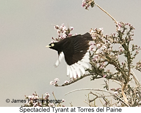 Spectacled Tyrant - © James F Wittenberger and Exotic Birding LLC