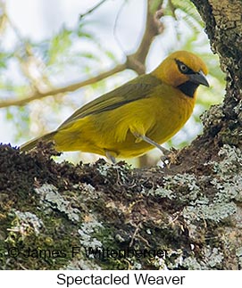 Spectacled Weaver - © James F Wittenberger and Exotic Birding LLC