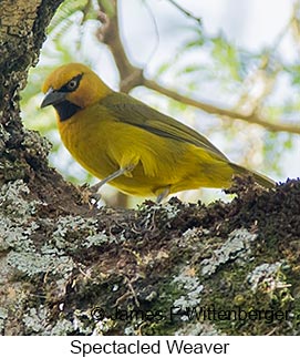 Spectacled Weaver - © James F Wittenberger and Exotic Birding LLC