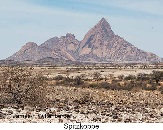 Spitzkoppe - © James F Wittenberger and Exotic Birding LLC