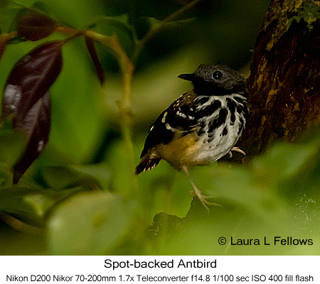 Spot-backed Antbird - © Laura L Fellows and Exotic Birding Tours