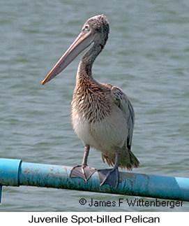 Spot-billed Pelican - © James F Wittenberger and Exotic Birding LLC