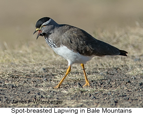 Spot-breasted Lapwing - © James F Wittenberger and Exotic Birding LLC