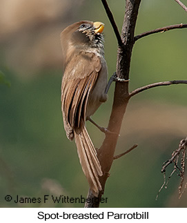 Spot-breasted Parrotbill - © James F Wittenberger and Exotic Birding LLC