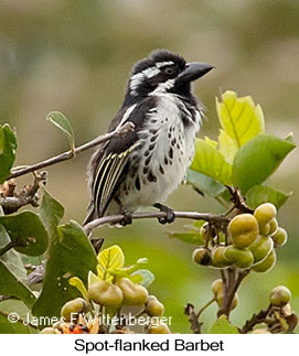 Spot-flanked Barbet - © James F Wittenberger and Exotic Birding LLC