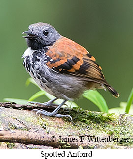 Spotted Antbird - © James F Wittenberger and Exotic Birding LLC