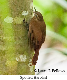 Spotted Barbtail - © Laura L Fellows and Exotic Birding LLC
