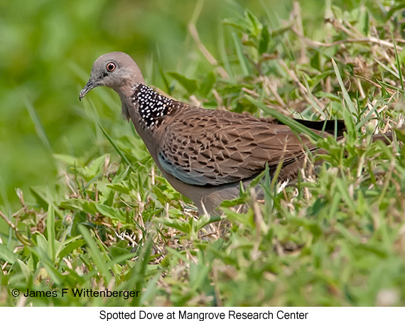 Spotted Dove - © James F Wittenberger and Exotic Birding LLC