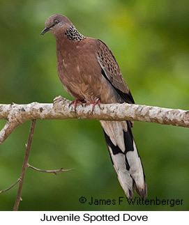 Spotted Dove - © James F Wittenberger and Exotic Birding LLC