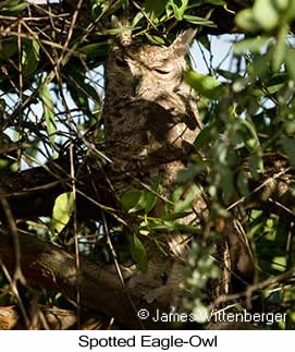 Spotted Eagle-Owl - © James F Wittenberger and Exotic Birding LLC