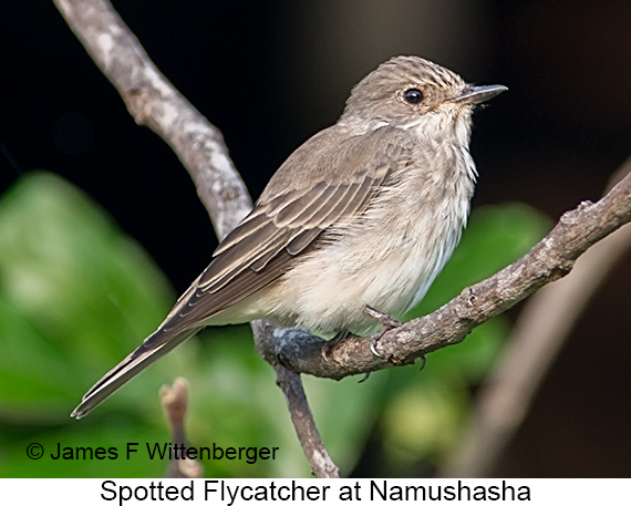 Spotted Flycatcher - © James F Wittenberger and Exotic Birding LLC