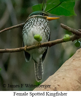 Spotted Kingfisher - © James F Wittenberger and Exotic Birding LLC