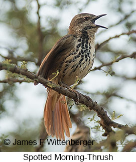 Spotted Morning-Thrush - © James F Wittenberger and Exotic Birding LLC