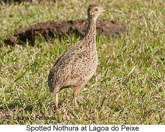 Spotted Nothura - © James F Wittenberger and Exotic Birding LLC