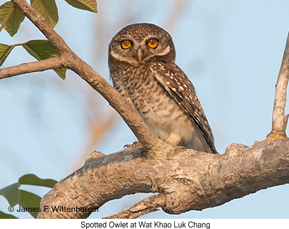 Spotted Owlet - © James F Wittenberger and Exotic Birding LLC