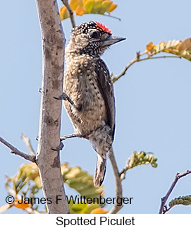 Spotted Piculet - © James F Wittenberger and Exotic Birding LLC