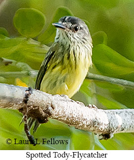 Spotted Tody-Flycatcher - © Laura L Fellows and Exotic Birding LLC