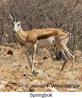 Springbok - © James F Wittenberger and Exotic Birding LLC