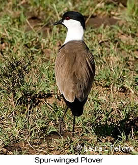 Spur-winged Lapwing - © Laura L Fellows and Exotic Birding LLC