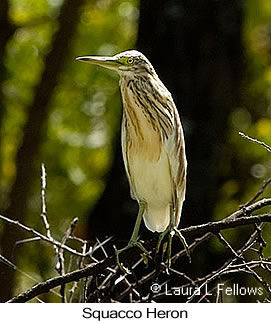 Squacco Heron - © Laura L Fellows and Exotic Birding LLC