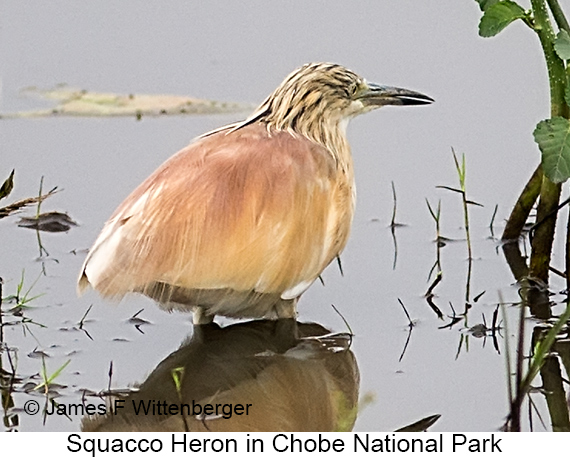 Squacco Heron - © James F Wittenberger and Exotic Birding LLC