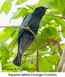 Square-tailed Drongo-Cuckoo - © James F Wittenberger and Exotic Birding LLC