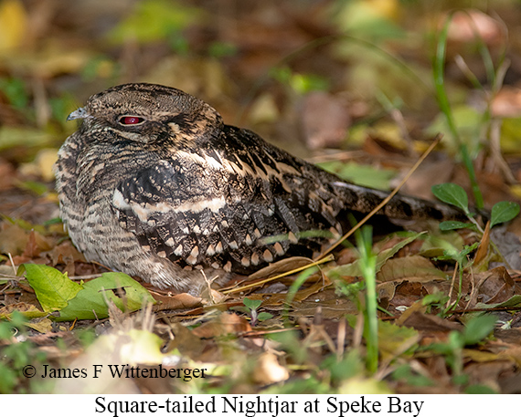 Square-tailed Nightjar - © James F Wittenberger and Exotic Birding LLC