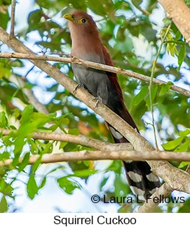 Squirrel Cuckoo - © Laura L Fellows and Exotic Birding LLC