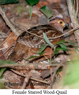 Starred Wood-Quail - © James F Wittenberger and Exotic Birding LLC