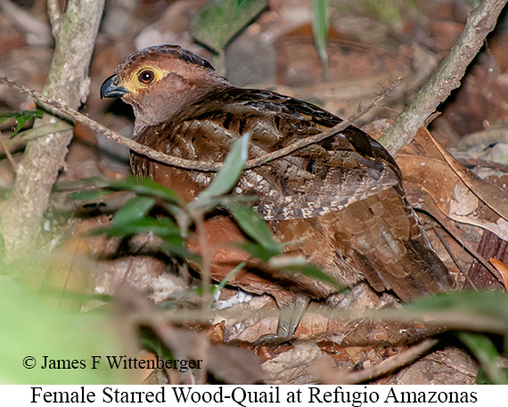 Starred Wood-Quail - © James F Wittenberger and Exotic Birding LLC