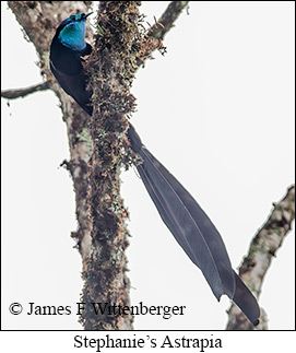 Stephanie's Astrapia - © James F Wittenberger and Exotic Birding LLC