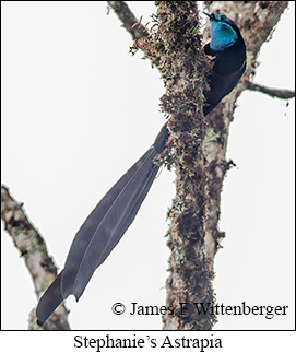 Stephanie's Astrapia - © James F Wittenberger and Exotic Birding LLC