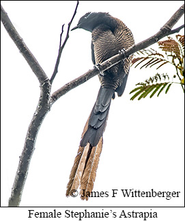 Stephanie's Astrapia - © James F Wittenberger and Exotic Birding LLC