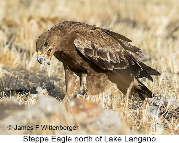 Steppe Eagle - © James F Wittenberger and Exotic Birding LLC