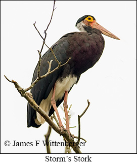 Storm's Stork - © James F Wittenberger and Exotic Birding LLC