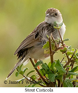 Stout Cisticola - © James F Wittenberger and Exotic Birding LLC