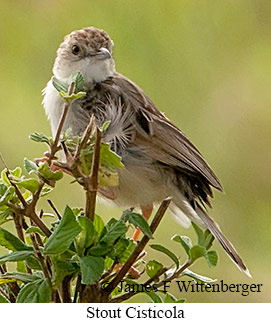 Stout Cisticola - © James F Wittenberger and Exotic Birding LLC