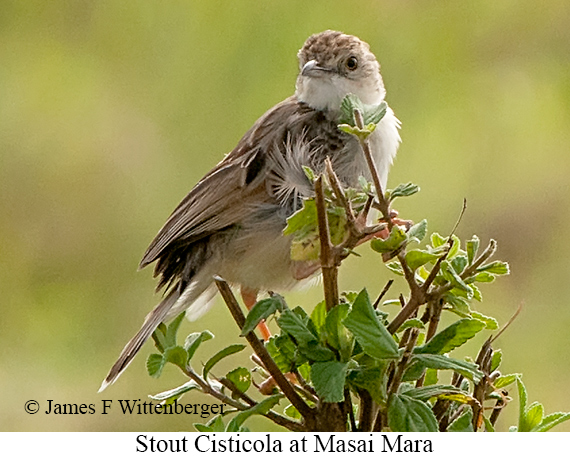 Stout Cisticola - © James F Wittenberger and Exotic Birding LLC