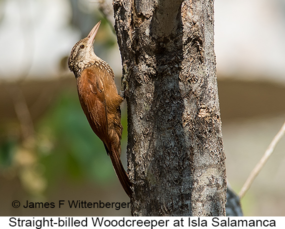 Straight-billed Woodcreeper - © James F Wittenberger and Exotic Birding LLC