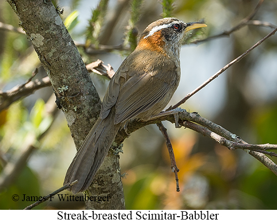 Streak-breasted Scimitar-Babbler - © James F Wittenberger and Exotic Birding LLC