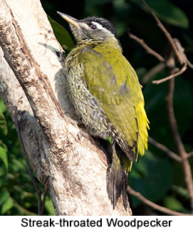 Streak-throated Woodpecker - courtesy Leio De Souza