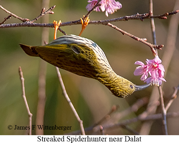 Streaked Spiderhunter - © James F Wittenberger and Exotic Birding LLC