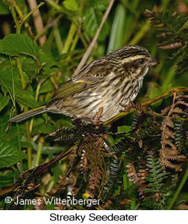 Streaky Seedeater - © James F Wittenberger and Exotic Birding LLC