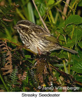 Streaky Seedeater - © James F Wittenberger and Exotic Birding LLC