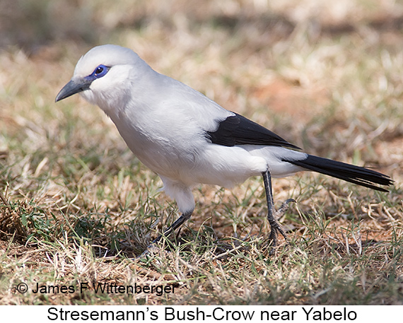 Stresemann's Bush-Crow - © James F Wittenberger and Exotic Birding LLC