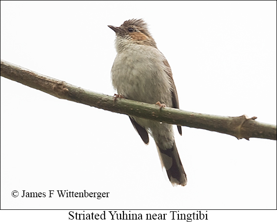 Striated Yuhina - © James F Wittenberger and Exotic Birding LLC